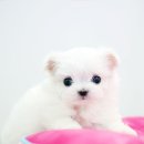 캐터리 플러스 이미지