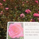 윗골 Daum카페