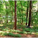 강림면351 이미지