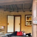 샘물 | 포천 샘물농장 펜션 내돈내산 재방문 후기 (강아지 고양이 많음)