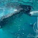 필리핀 세부 오슬롭에서 고래상어와 자유롭게 수영을 하며 스노클링을 즐기자 이미지