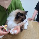 이쁘냥 고양이 미용실 익산점 | 익산고양이미용 - - 구찌,샤넬