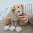 퍼밀리