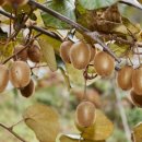 겨리농장 이미지