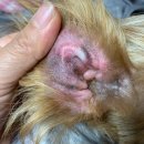 한국애견용품연구소 이미지