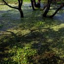 우포늪 자전거 대여소 이미지