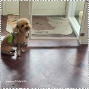 멍뭉살롱 이미지