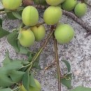 천지2농장 이미지