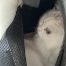 엉클스캣 | 대전 무마취 고양이 미용 엉클스캣 이용 후기