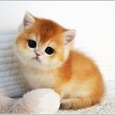 펫아미 강아지분양 고양이분양 동탄점 이미지