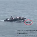 제주 돌고래 이미지