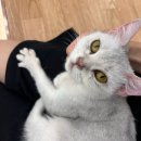 캣플헤븐 AK플라자금정점 이미지