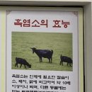 성산흑염소 이미지