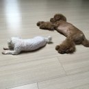 권오성동물병원 이미지