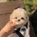 (주)펫펏 요미독강아지 동탄점 | 경기도광주강아지분양 정말 신중하게 결정했어요 혹시라도 후회할까봐