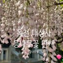 큰꽃지천 | 옥천 가볼만한 곳, 충북 옥천 대성사 보랏빛 연분홍색 등나무꽃 만개 구경후기(주차,등나무꽃명소,포토존)