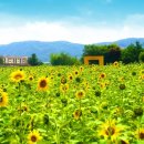 가야4리 마을회관및경로당 | [파주/법원] 가야4리 해바라기 축제 주차 정보 및 리얼후기(feat. 카페7042)
