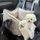 웰니스 클리닉 동물병원 | 파주애견미용 ' 웰니스 펫 빌리지 ' 목욕+위생미용+얼굴컷 대만족 후기 (운정스타필드빌리지 산책)