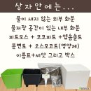 [4/12] 심폴 생생 구매 후기 🌱💚💯 (안스리움 비타리폴리움, 파인애플 토마토, 길상천)
