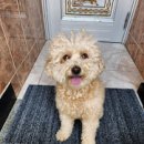 왕왕멍멍 이미지