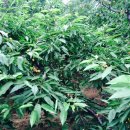 연태농장 이미지