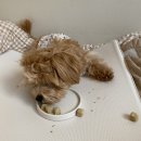 빗질해줄개 이미지