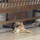 루나동물병원 | 🐱 루미 루나 건강검진 결과 기록 (하온 고양이전문병원)