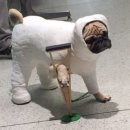 설렘