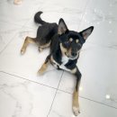 한국동물보호소협회에서 강아지 입양한 후기:)