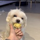 워너비독 이미지