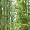 한라산둘레길 수악길 이미지