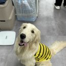 [일산] 베이직바디 스포츠컨디셔닝 센터 근막이완 마사지 솔직 후기