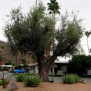 성경에 자주 나오는 감람나무와 종려나무 이미지