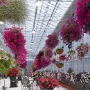 힐링플라워 이미지