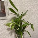 분당-237 | 분당 정자역 휴 정통마사지, 성남마사지 찐 후기로 지친 몸에 활력을