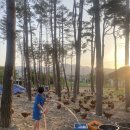 친환경 토종닭 농장 이미지