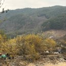 41190-01-07-251 | [구례여행] 구례산수유꽃축제, 개화 현황, 지도, 주차, 주말 일방통행, 식당 축제장 후기