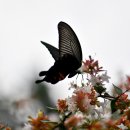 꽃길펜션 이미지