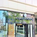 퍼피살롱 이미지