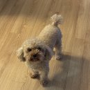 디어퍼피(dear.puppy) 이미지