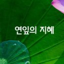 연잎 네이버블로그