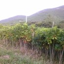 황칠농장 이미지