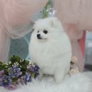 애견미용사 3급 자격증 과정 2 이미지