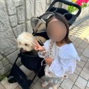 커피나무숲 | 경기도 아이와 가볼만한곳 용인자작나무숲 애견동반 후기