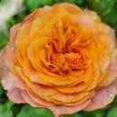 라빌라빌라 이미지