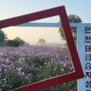코스모스길 인천일보