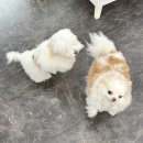 GS25노원웰빙 | 노원역 네일 썸네일 노원 자석네일 실물 후기 | 노원 네일샵 추천