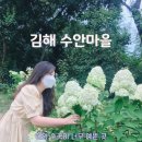 수안주유소 | 김해 수안마을 #대나무숲 #수국