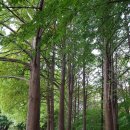봉사의탑 삼거리~백산로 교차로 | 서울 둘레길 4코스 대모산(291.6), 구룡산(307.7), 우면산 221016