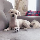 울산애견미용 러빙도기 이미지
